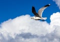 A common seagull is flying with wings spread out agains a clear blue sky with fluffy clouds. Freedoom Royalty Free Stock Photo