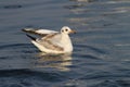 Common Seagull Royalty Free Stock Photo