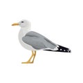 The common seagull mew gull European herring gull. Vector illustration. Element for your design. Resting curious standing sea bird Royalty Free Stock Photo