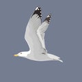 The common seagull mew gull European herring gull. Vector illustration. Element for your design. Flying bird, white feathers