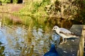 A seagull a wooden railing