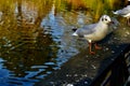 A seagull a wooden railing