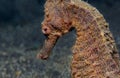 Common Seahorse