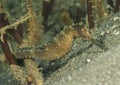 Common seahorse - Hyppocampus taeniopterus Royalty Free Stock Photo