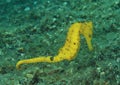 Common seahorse - Hyppocampus taeniopterus Royalty Free Stock Photo