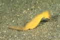 Common seahorse - Hyppocampus taeniopterus Royalty Free Stock Photo