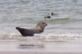 Common Seal 1