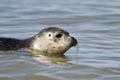 Common seal