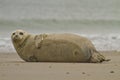 Common seal