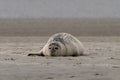 Common seal basking in the sun on a sandbank in the Wadden Sea Royalty Free Stock Photo