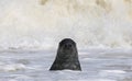 Grey seal swimming in the ocean waves