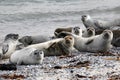 Common seal colony at the beach Royalty Free Stock Photo