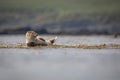 Common seal, environmental shot