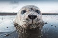 Common Seal, Gewone Zeehond, Phoca vitulina Royalty Free Stock Photo
