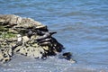 Pacific common seal, phoca vitulina richardsi, 2.