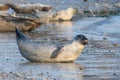 Common seal known also as Harbour seal, Hair seal or Spotted seal (Phoca vitulina) lying on the beach Royalty Free Stock Photo