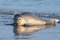 Common seal known also as Harbour seal, Hair seal or Spotted seal (Phoca vitulina) lying on the beach Royalty Free Stock Photo