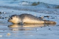 Common seal known also as Harbour seal, Hair seal or Spotted seal (Phoca vitulina) lying on the beach Royalty Free Stock Photo