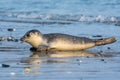 Common seal known also as Harbour seal, Hair seal or Spotted seal (Phoca vitulina) lying on the beach Royalty Free Stock Photo