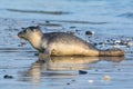 Common seal known also as Harbour seal, Hair seal or Spotted seal (Phoca vitulina) lying on the beach Royalty Free Stock Photo