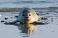 Common seal known also as Harbour seal, Hair seal or Spotted seal (Phoca vitulina) lying on the beach Royalty Free Stock Photo