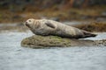 Common seal in Lerwick, Shetland Royalty Free Stock Photo