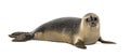 Common seal lying, looking away, Phoca vitulina, 8 months old Royalty Free Stock Photo