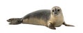 Common seal lying, looking at the camera, Phoca vitulina Royalty Free Stock Photo