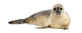 Common seal lying, looking at the camera, Phoca vitulina