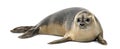 Common seal lying, Phoca vitulina, 8 months old, isolated Royalty Free Stock Photo