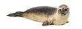 Common seal lying, Phoca vitulina, 8 months old, isolated Royalty Free Stock Photo