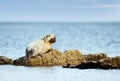 Common Seal lying on a rock with flipper on head Royalty Free Stock Photo