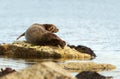 Common Seal lying on a rock in Lerwick harbour, Scotland Royalty Free Stock Photo