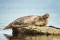 Common Seal lying on the rock Royalty Free Stock Photo