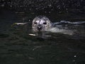 Common Seal, Phoca Vitulina floats in cold water Royalty Free Stock Photo