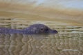 Common Seal, Phoca vitulina, or Habour Seal swimming in a pool of water Royalty Free Stock Photo