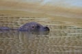 Common Seal, Phoca vitulina, or Habour Seal swimming in a pool of water Royalty Free Stock Photo