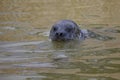 Common Seal, Phoca vitulina, or Habour Seal swimming in a pool of water Royalty Free Stock Photo