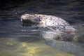 Common Seal, Phoca vitulina, often swims belly up Royalty Free Stock Photo