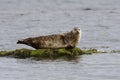 Common seal, Phoca vitulina Royalty Free Stock Photo