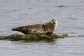 Common seal, Phoca vitulina