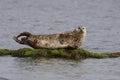 Common seal, Phoca vitulina Royalty Free Stock Photo