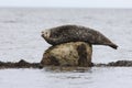 Common seal, Phoca vitulina Royalty Free Stock Photo