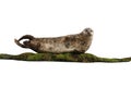 Common seal, Phoca vitulina Royalty Free Stock Photo