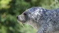 Common seal portrait Royalty Free Stock Photo