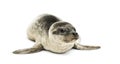 Common seal pup, isolated