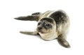 Common seal pup, isolated Royalty Free Stock Photo