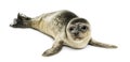 Common seal pup, isolated