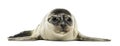 Common seal pup, isolated