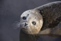 Common Seal Pup Portrait
